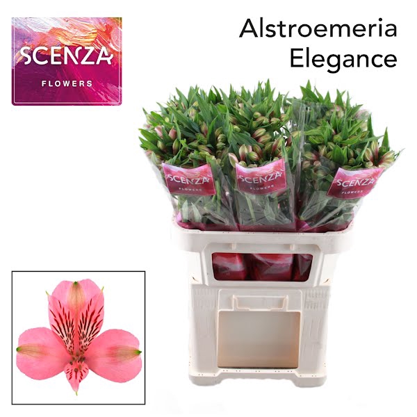 <h4>Alstr Elegance Pink Scenza T2G</h4>