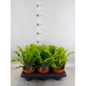 Asplenium nidus 'Crispy Wave'