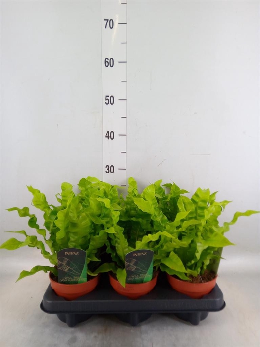 <h4>Asplenium nidus 'Crispy Wave'</h4>