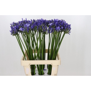 Agapanthus  'Uri'