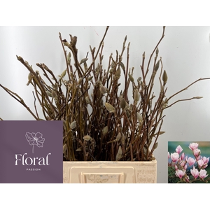 MAGNOLIA GRANDIFLORA