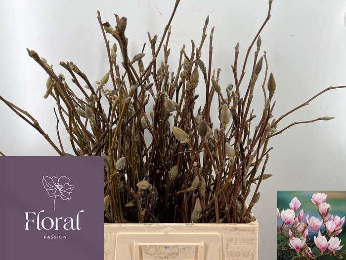 <h4>MAGNOLIA GRANDIFLORA</h4>