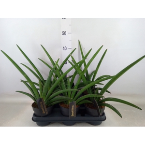 Sansevieria  'Tiara Grand Gazelle'