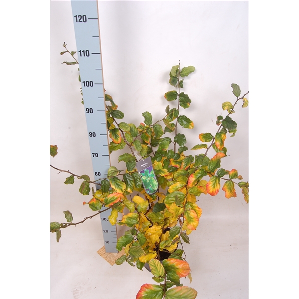 <h4>Parrotia persica 80-100 C7,5</h4>