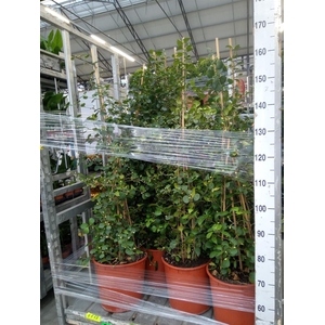 Ficus deltoidea