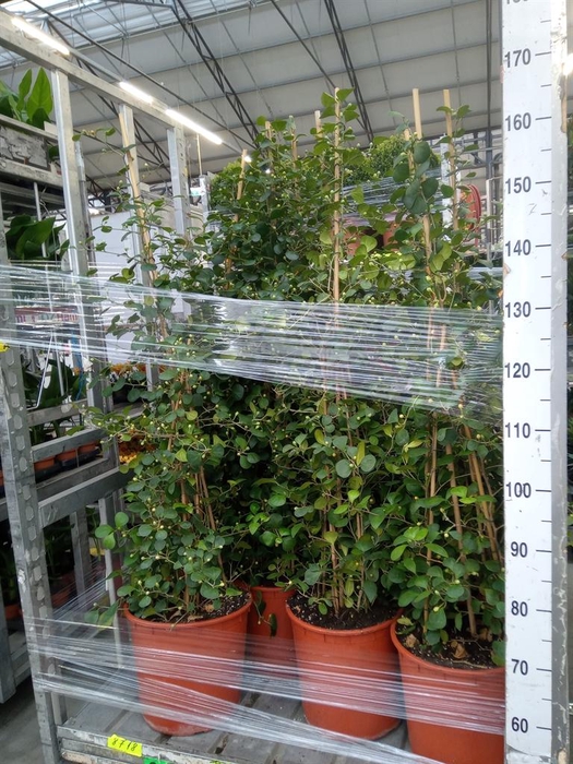 <h4>Ficus deltoidea</h4>