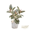 FICUS ELASTICA P20