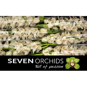 Cymbidium white cascade