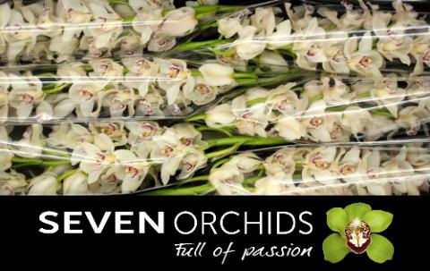 <h4>Cymbidium white cascade</h4>