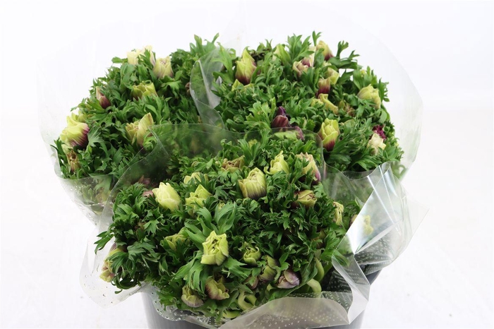 <h4>Anem Rainbow Happy</h4>