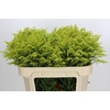Solidago Tara Gold