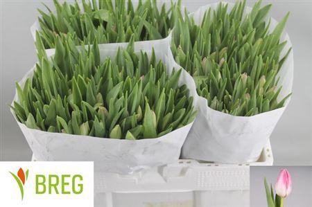 <h4>Tu En First Class</h4>