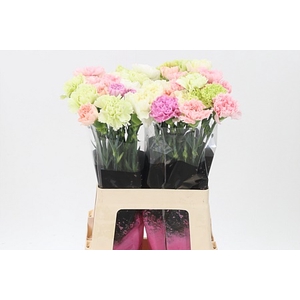 Di St Mix Pastel