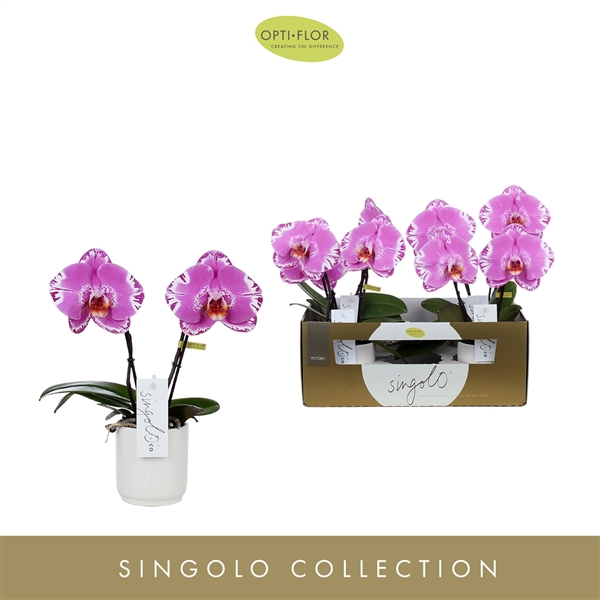 <h4>Singolo & Co Victorio in Lazio White</h4>