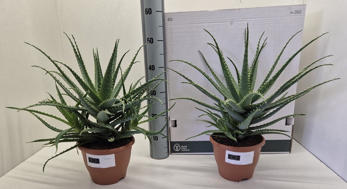 <h4>ALOE ARBORESCENS</h4>