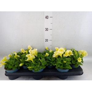 Petunia  'Cascadias Yellow Eye'