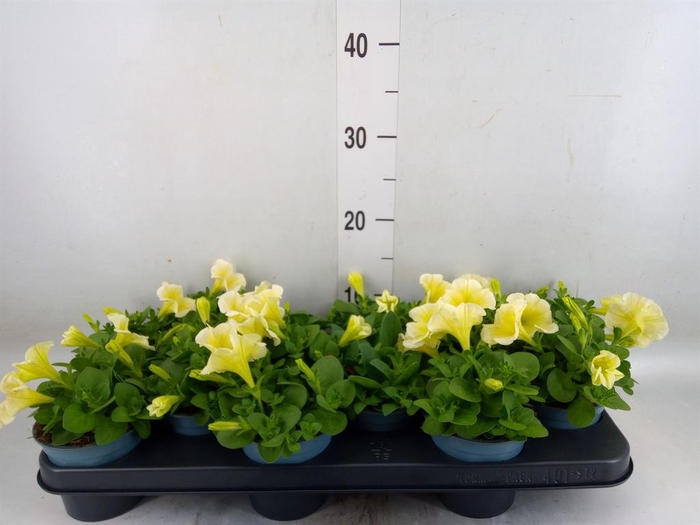 <h4>Petunia 'Cascadias Yellow Eye'</h4>