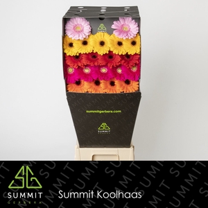 Germini Mix Diamond per kaart