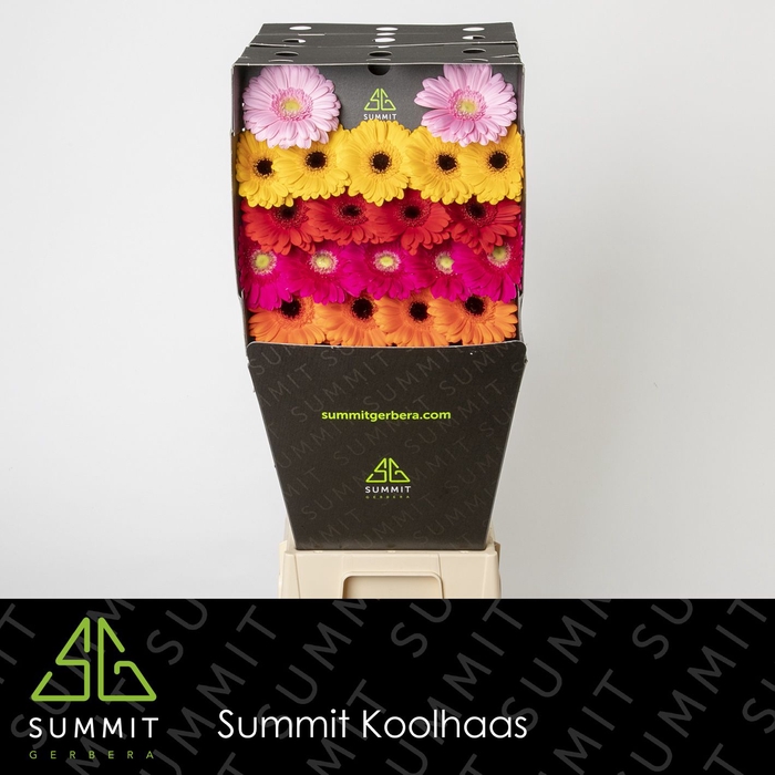<h4>Ge Mi Mix In Line Diamond Summit</h4>