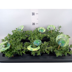 Delosperma echinatum
