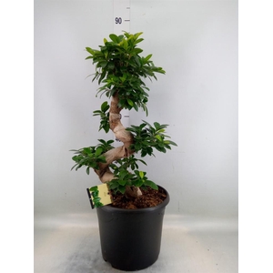 Ficus microcarpa 'Ginseng'