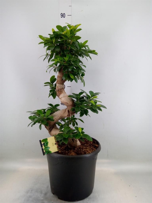 <h4>Ficus microcarpa 'Ginseng'</h4>