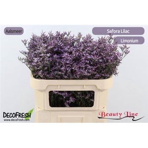 Lim Saf Lilac