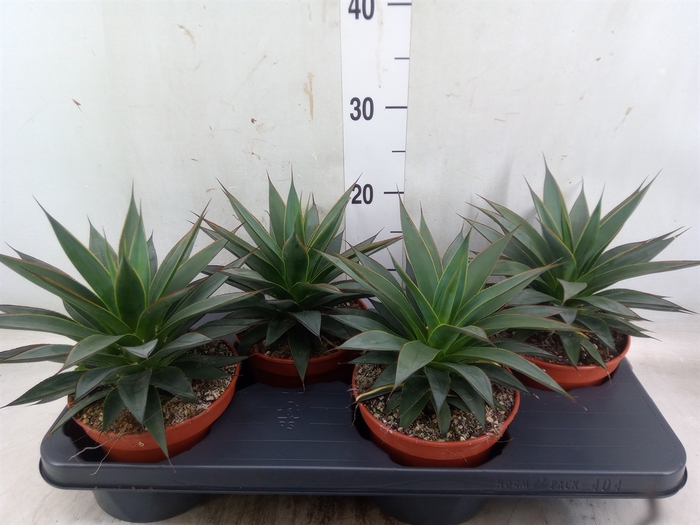 <h4>Agave  'Shaka Koko'</h4>