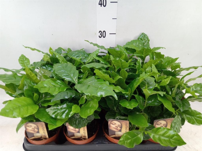 <h4>Coffea arabica</h4>