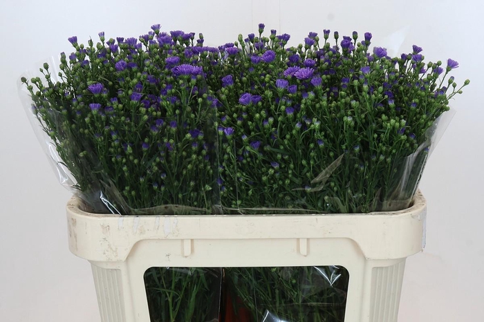 <h4>Aster Casamare</h4>