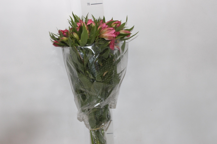 <h4>ALST. ALYNA 070 CM</h4>