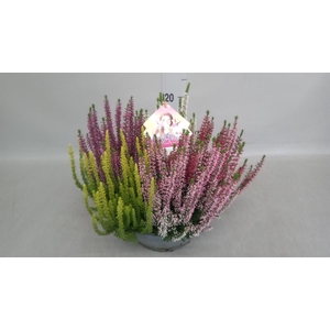 Calluna vulg. 'Beauty L High Five'