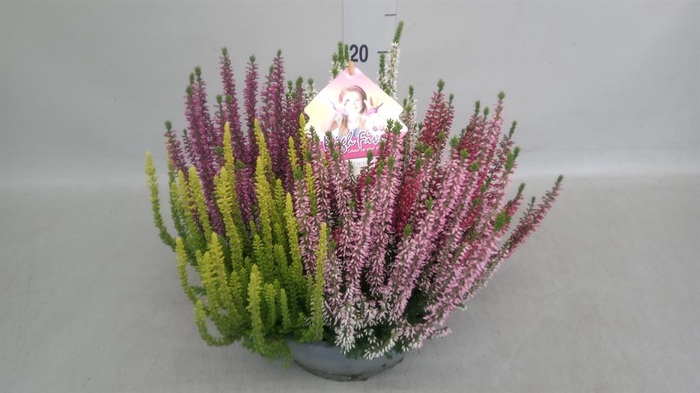 <h4>Calluna vulg. 'Beauty L High Five'</h4>