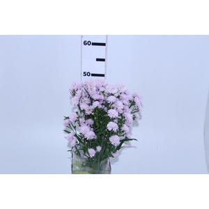 ASTER MARIANA 050 CM ROSA CLARO