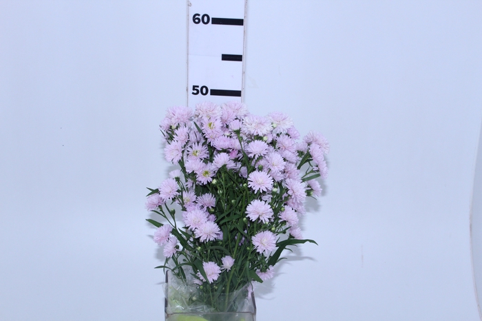 ASTER MARIANA 050 CM ROSA CLARO