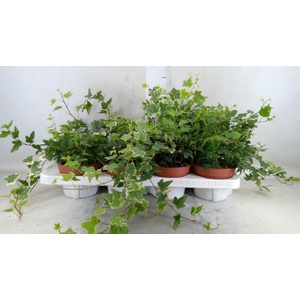 Hedera helix   ...mix 3