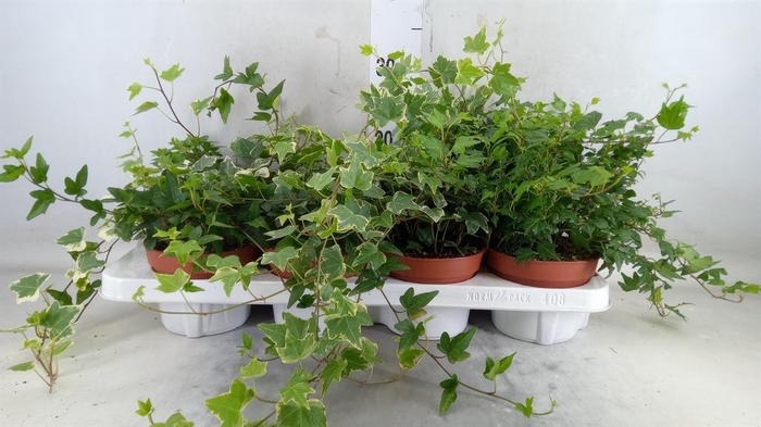 <h4>Hedera helix   ...mix 3</h4>