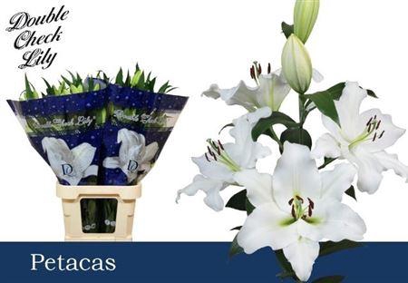 <h4>LI OT PETACAS 3</h4>