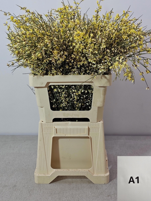 <h4>GINGSTER PB GEEL</h4>