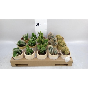 Cactus   ...mix