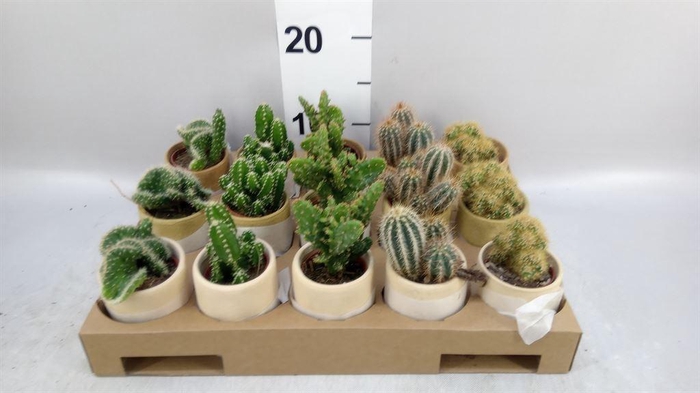 <h4>Cactus   ...mix</h4>