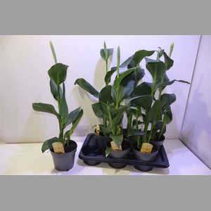 Canna Can Yellow