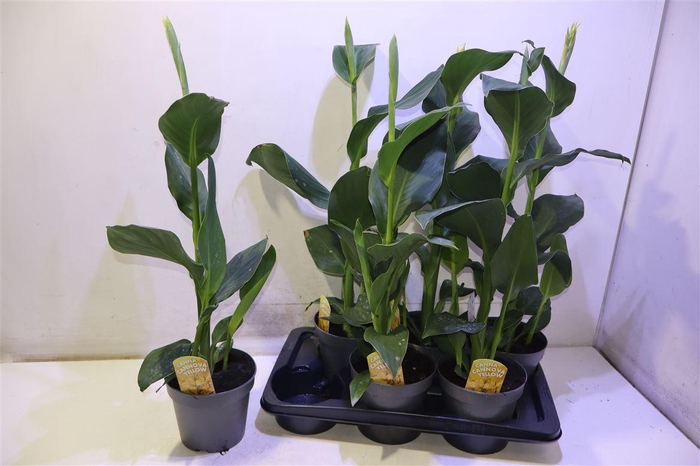 <h4>arr8 Canna Can Yellow</h4>