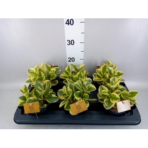 Peperomia obt. 'Obtipan Bicolor'