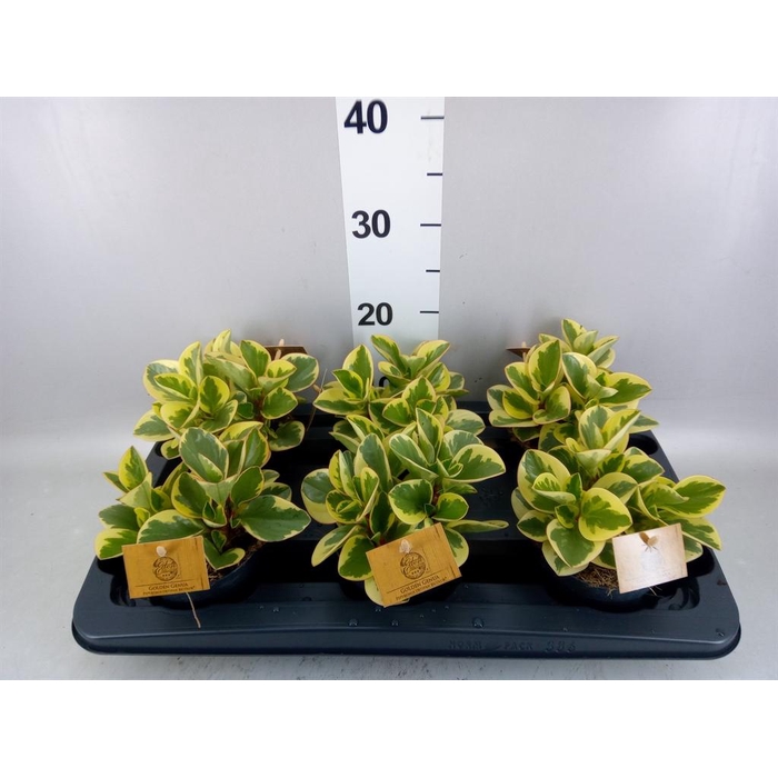 <h4>Peperomia obt. 'Obtipan Bicolor'</h4>
