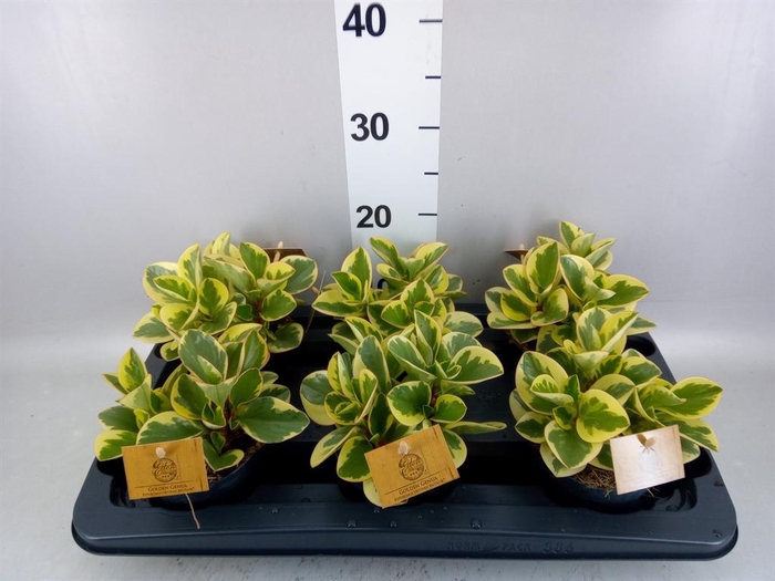 Peperomia obt. 'Obtipan Bicolor'