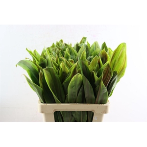 Cordyline Striped Top 62cm