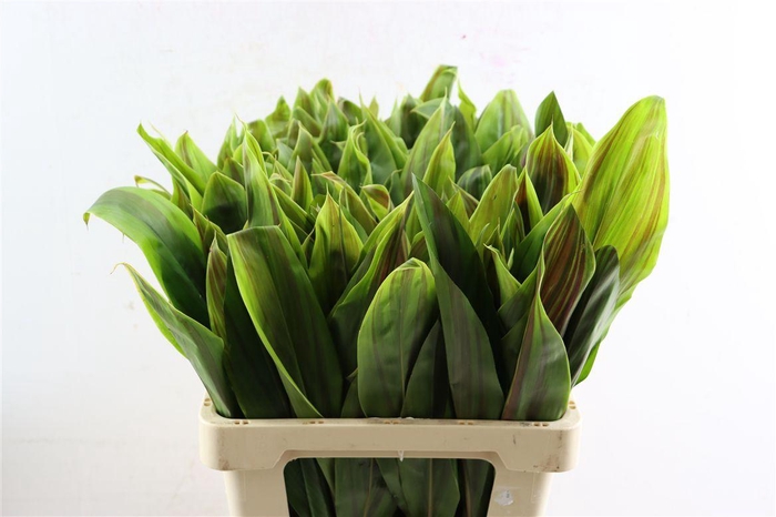 <h4>Cordyline Striped Top 62cm</h4>