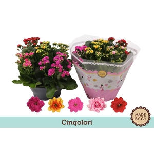 KALANCHOE BLOS.   ..ROSEBUD MIX/POT