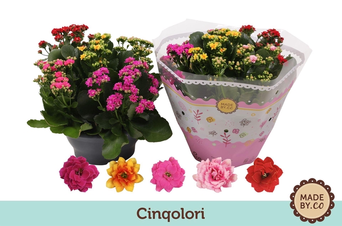 <h4>KALANCHOE BLOS. ..ROSEBUD MIX/POT</h4>